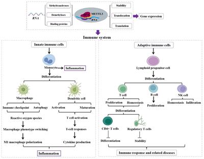 The indispensability of methyltransferase-like 3 in the immune system: from maintaining homeostasis to driving function